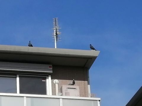 HATO.jpg