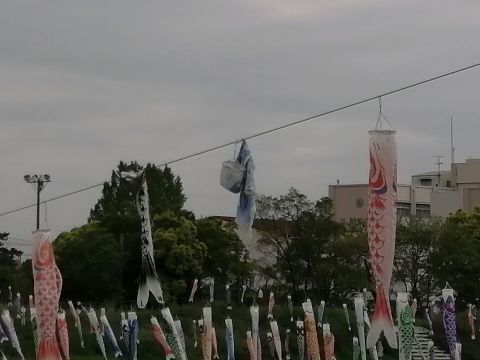 KOI2.jpg